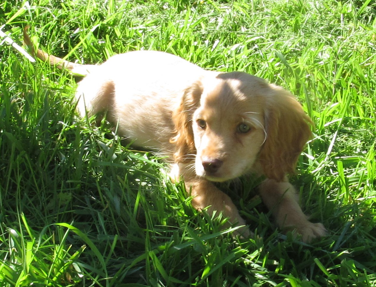 miniature golden retriever ohio miniature golden retriever puppies miniature golden retriever ohio miniature golden retriever puppies