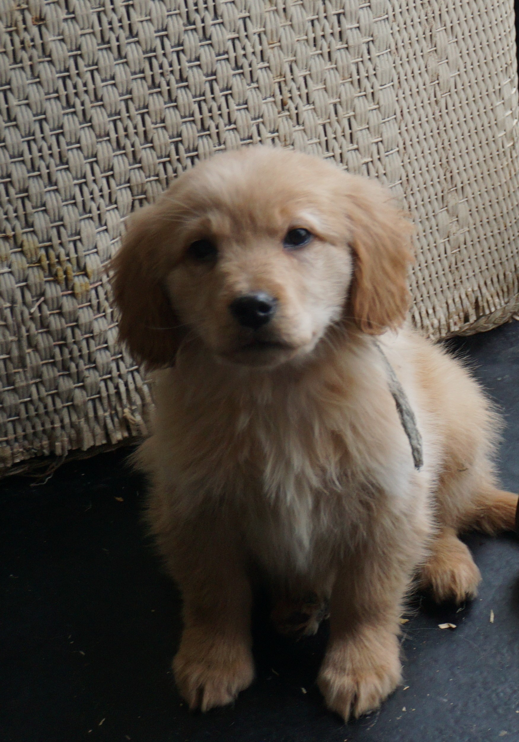 Miniature Golden Retriever Uk For Sale at Laura Raney blog